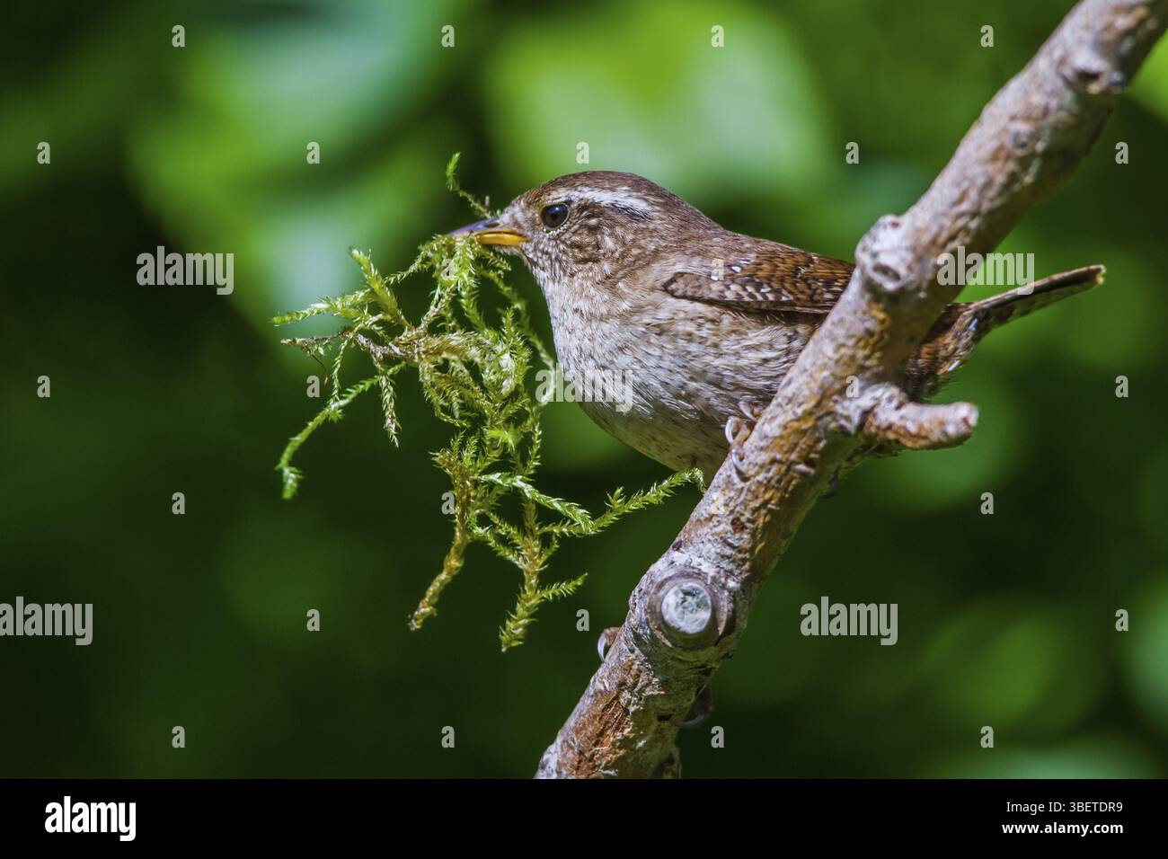 Wren - maschio con materiale di nidificazione (Troglodytes troglodytes) Foto Stock