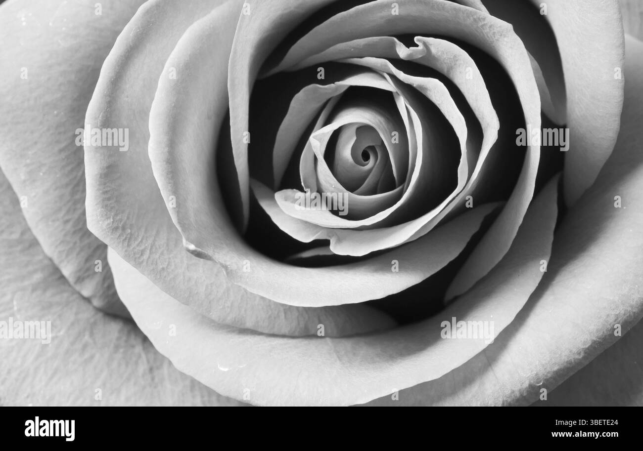 Bianco e nero rosa (rosa) Foto Stock