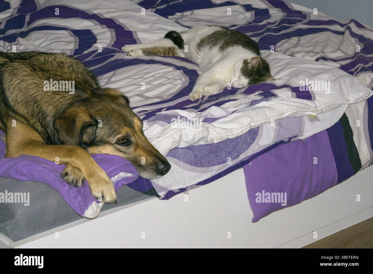 Gatto e cane che dormono nel letto Foto Stock
