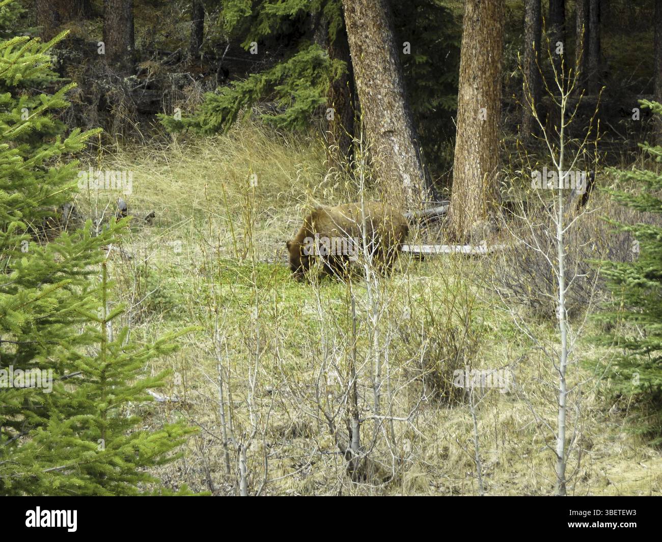 Un orso bruno sta cercando cibo Foto Stock