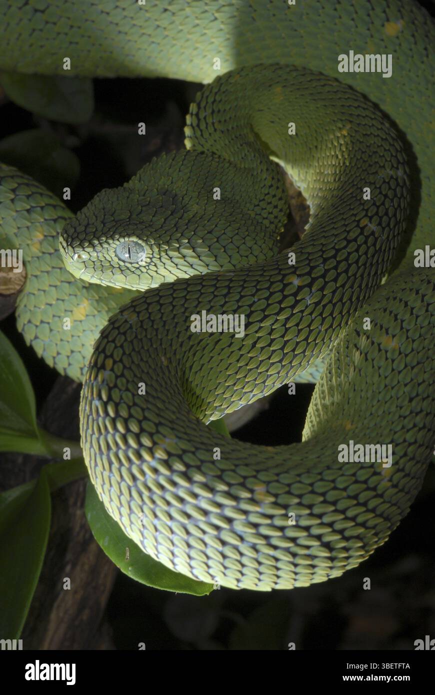West African bush viper (Atheris chlorechis) Foto Stock