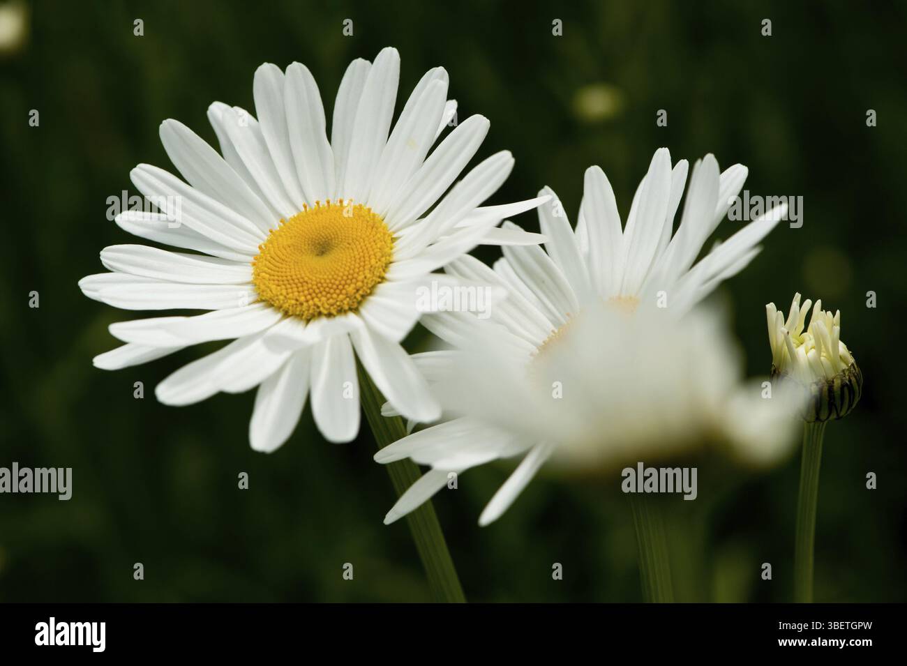 Margherite (Leucanthemum) Foto Stock