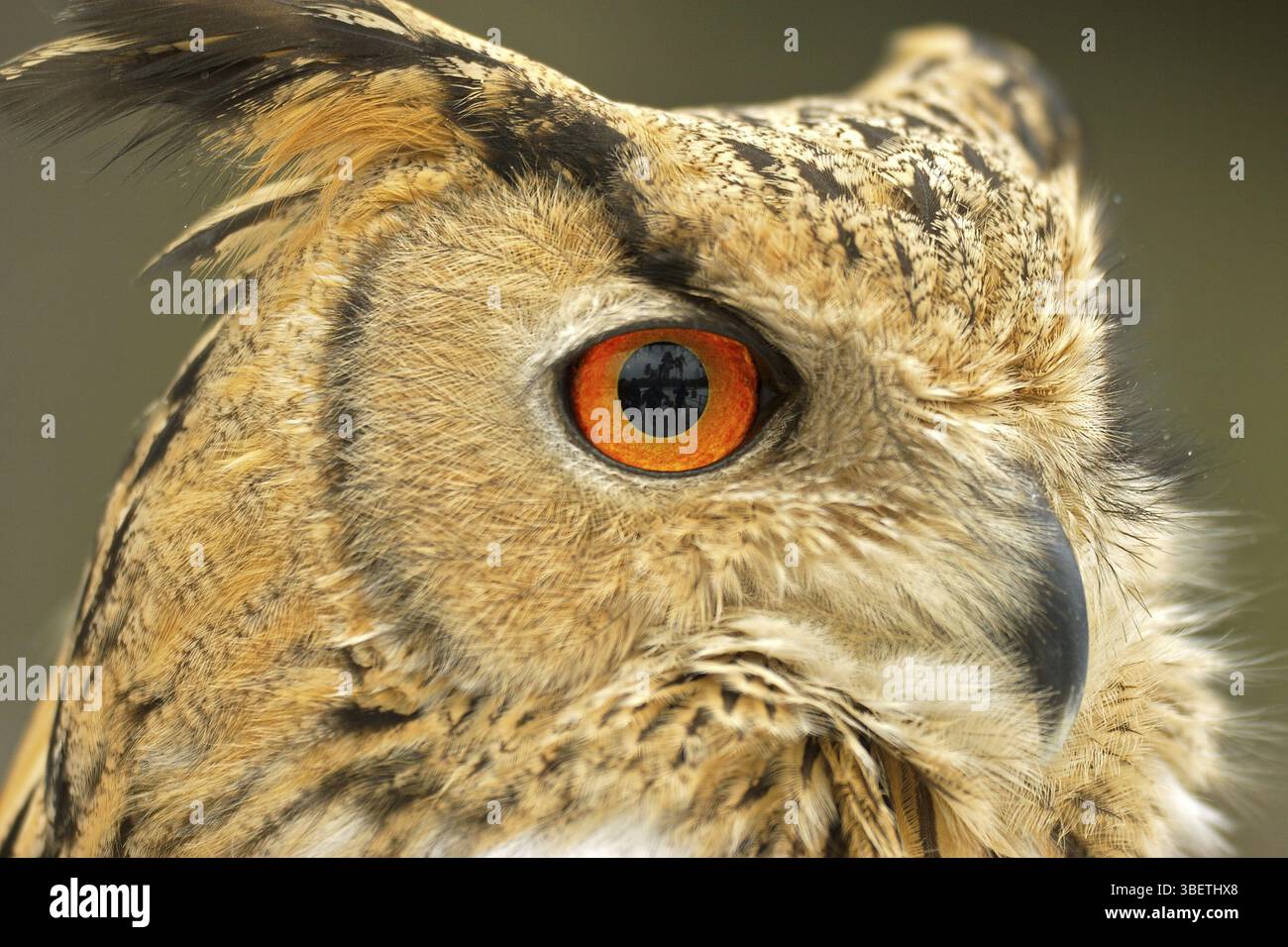 Gufo eurasiatico (uccello adulto) (bubo bubo) Foto Stock