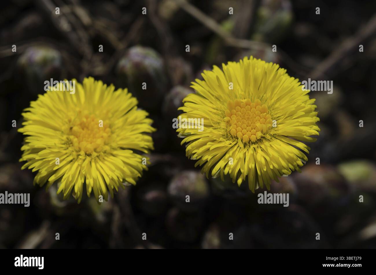 (Coltsfoot Tussilago farfara) Foto Stock