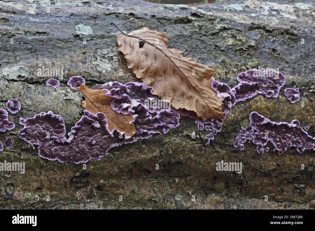 Fungo a strato viola (Chondrostereum violaceum) Foto Stock