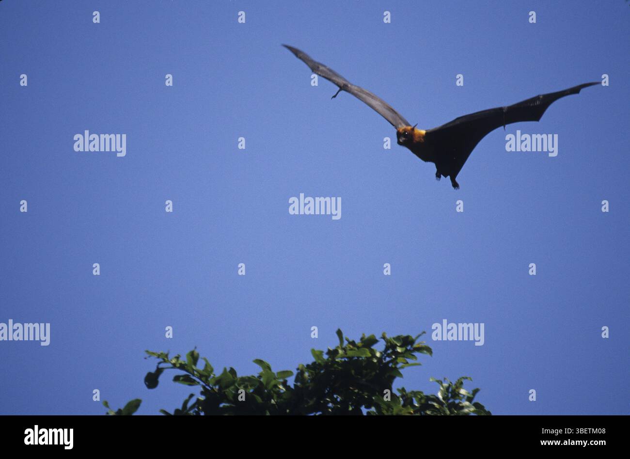 Indian Flying Fox (Pteropus giganteus) Foto Stock