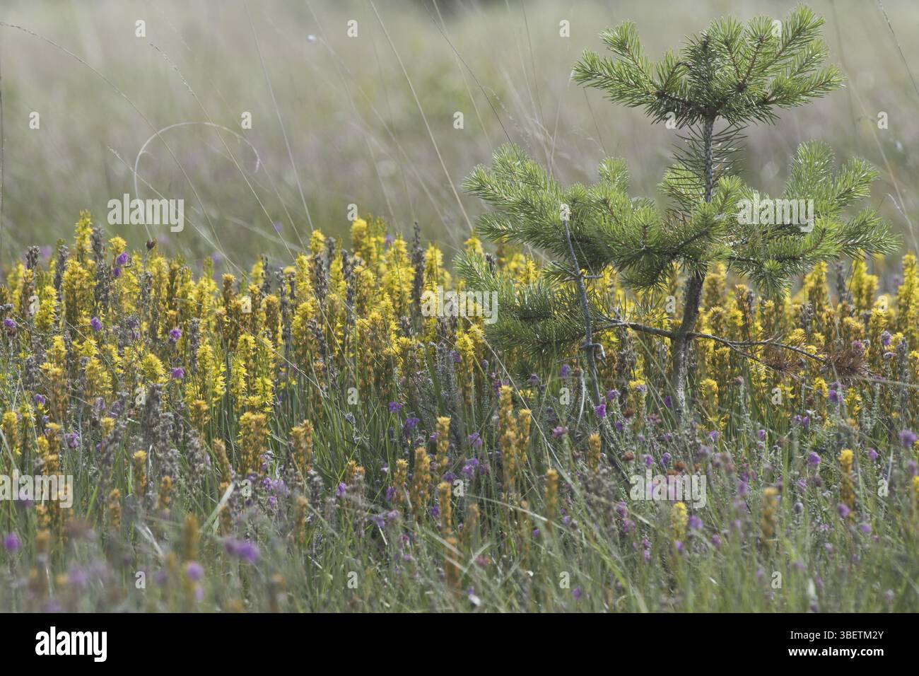Sassifraggio (Narthecium ossifragum) Foto Stock