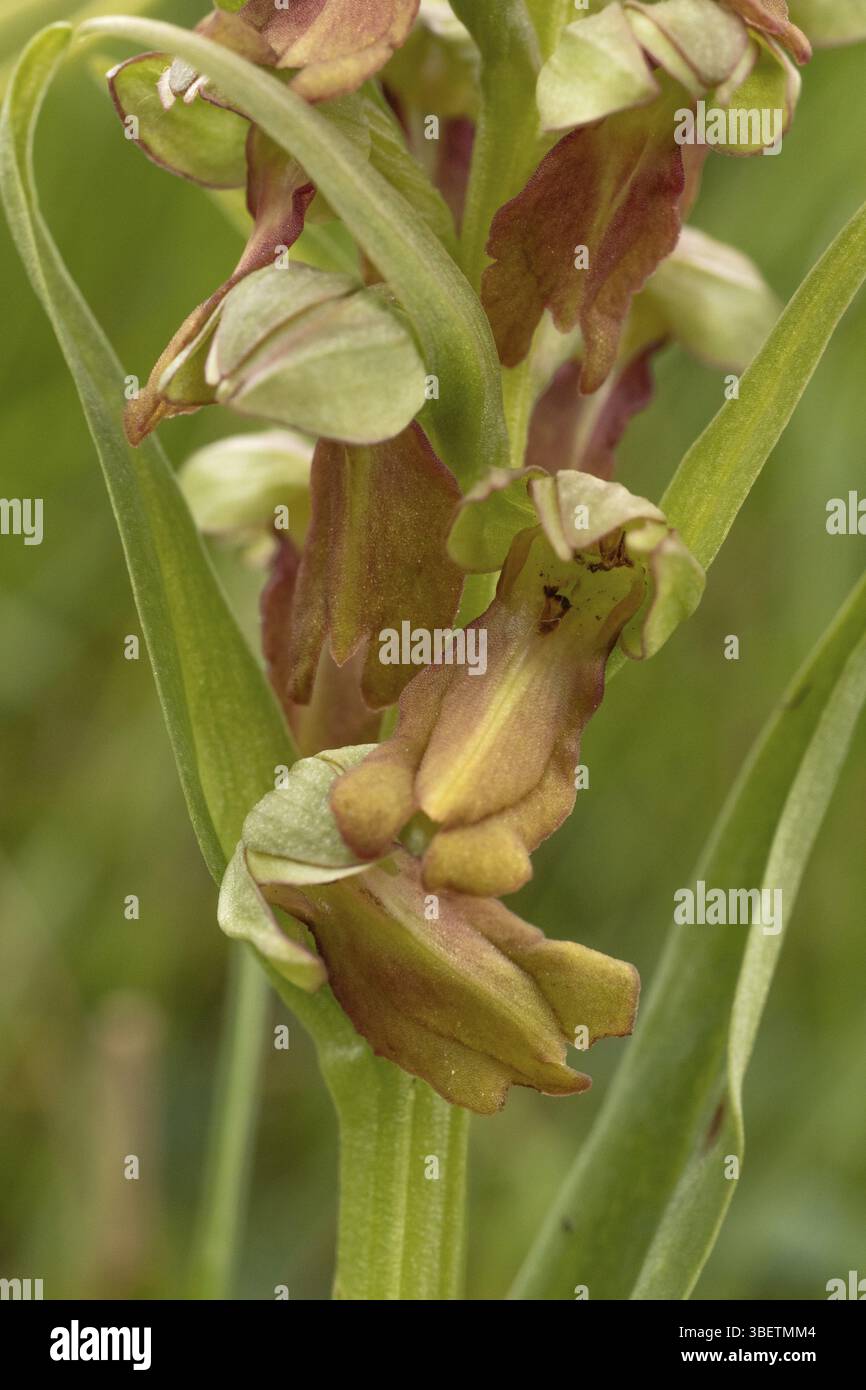 Orchidea di rana (Coeloglossum viride) Foto Stock