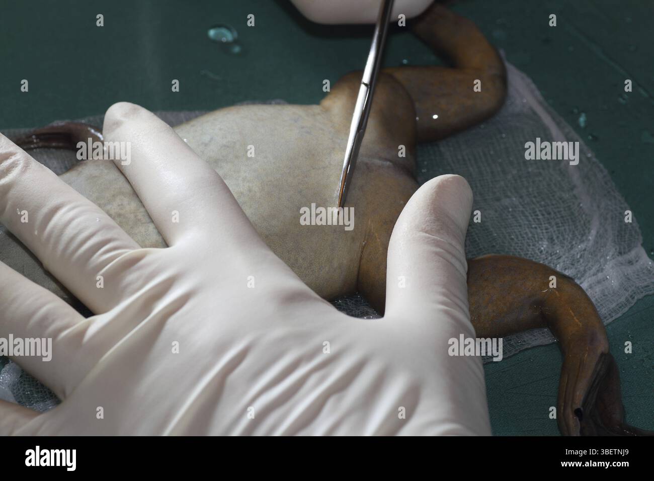 Rana liscia, preparazione degli ovociti (Xenopus laevis) Foto Stock