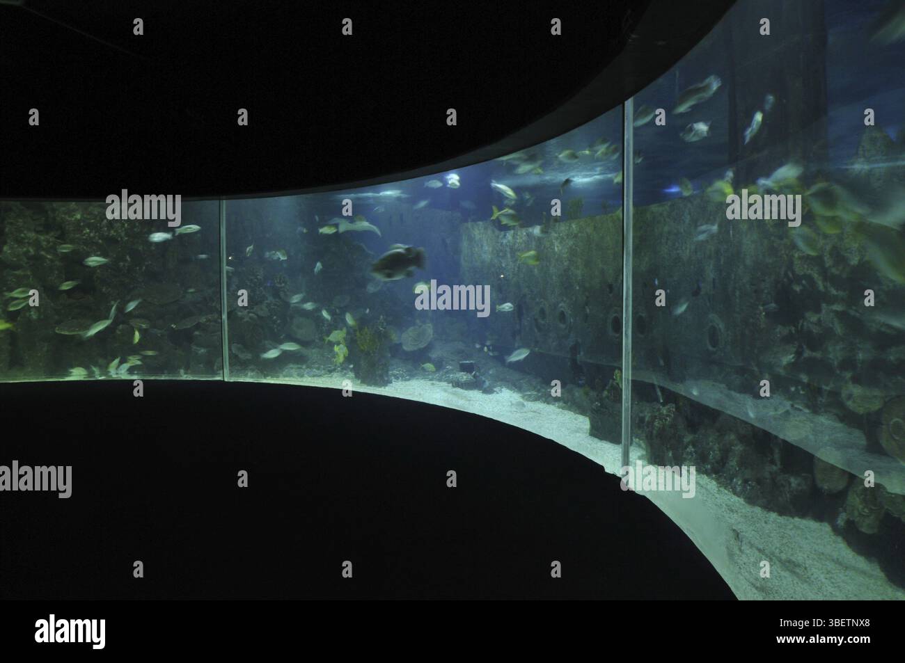 Acquario Foto Stock