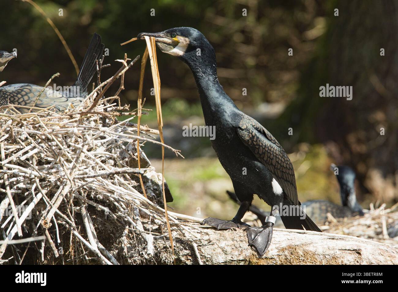 Cormorano (Phalacrocorax carbo) Foto Stock