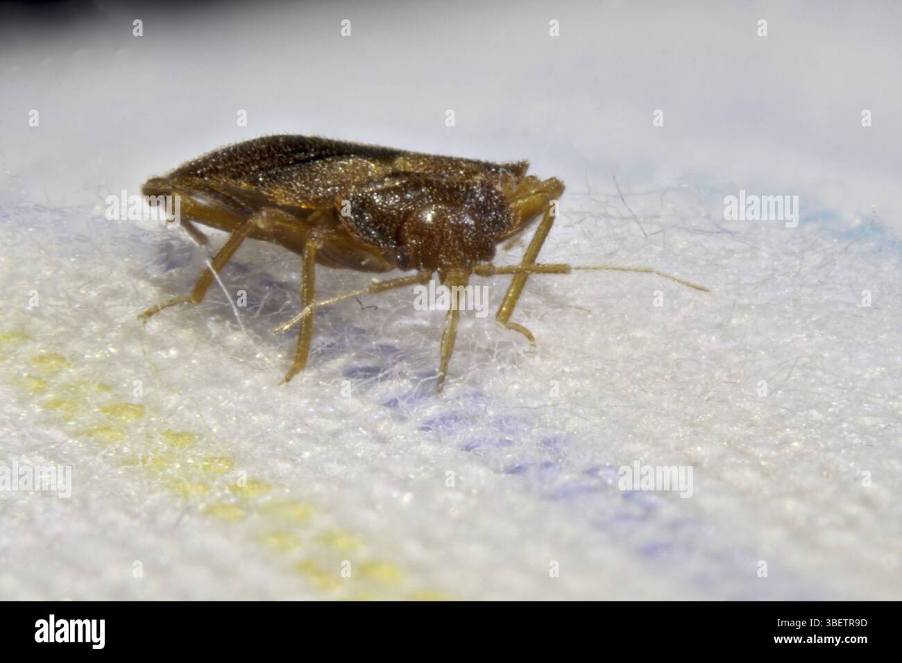 Cimice del letto (Cimex lectularius) Foto Stock