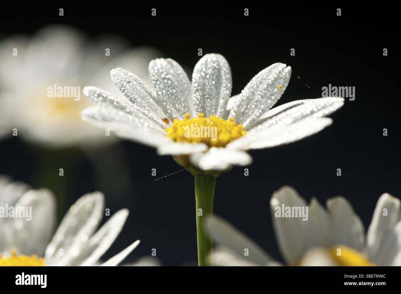 Daisy (Bellis majoris) Foto Stock