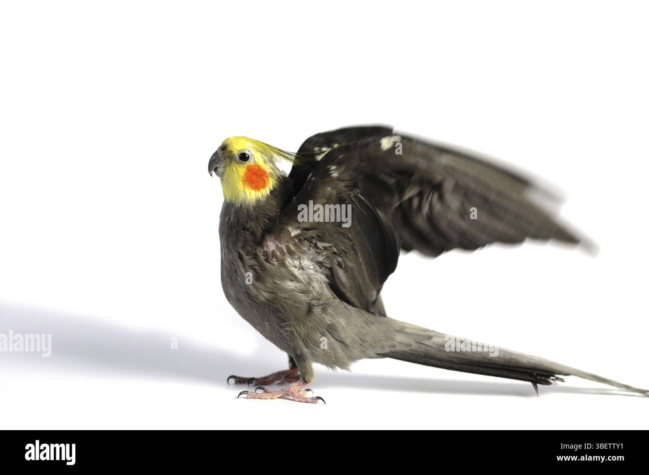 Cockatiel (Nymphicus hollandicus) Foto Stock