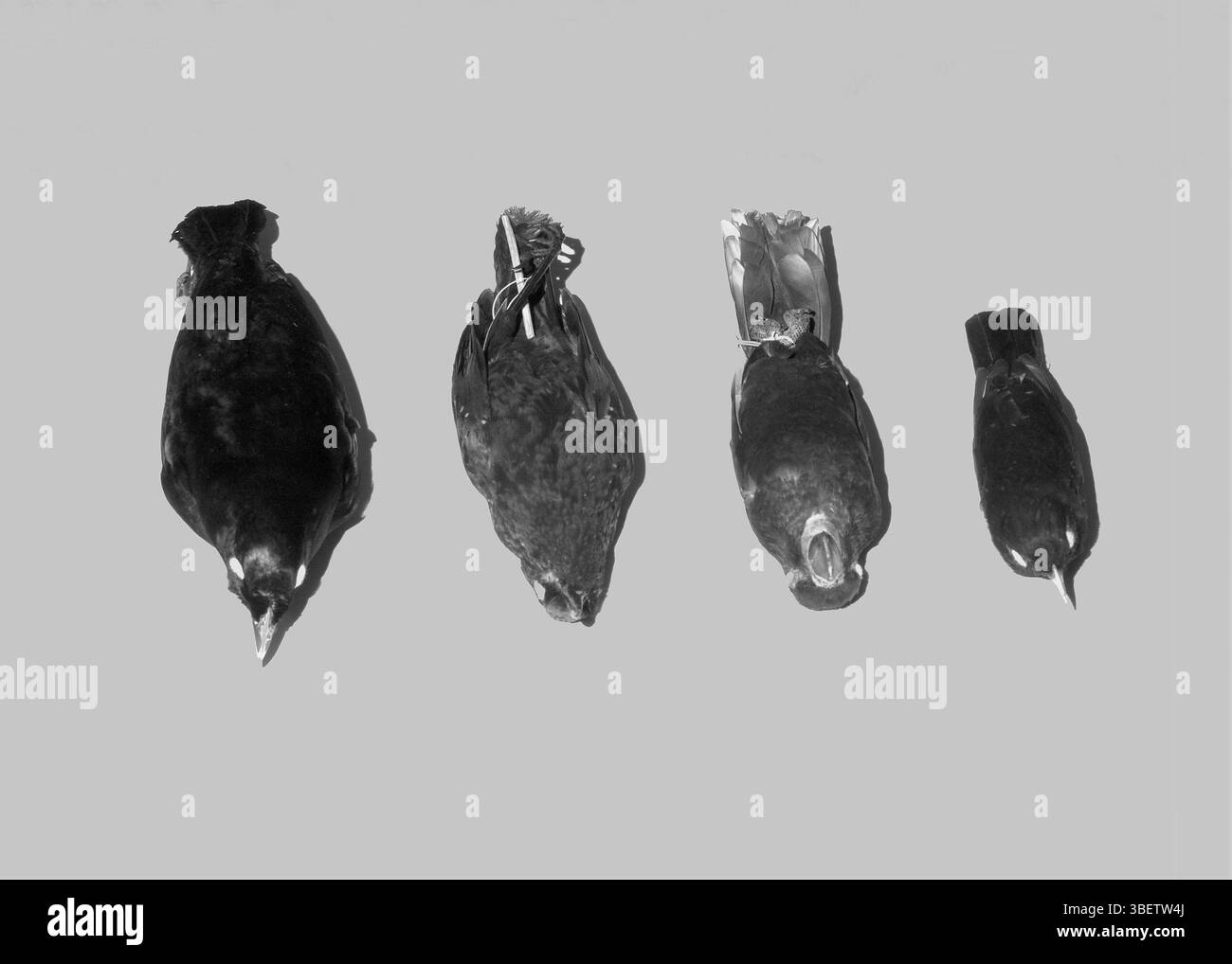 Uccelli scuri riflettenti UV in bianco e nero Foto Stock