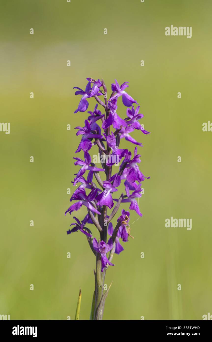 Orchidea robusta (Orchis palustris ssp. Robusta) Foto Stock