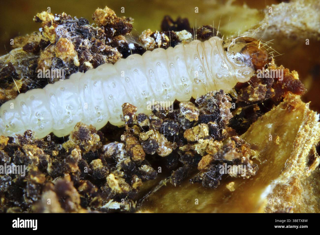 Falena Codling - larva nel nucleo (Cydia pomonella) Foto Stock
