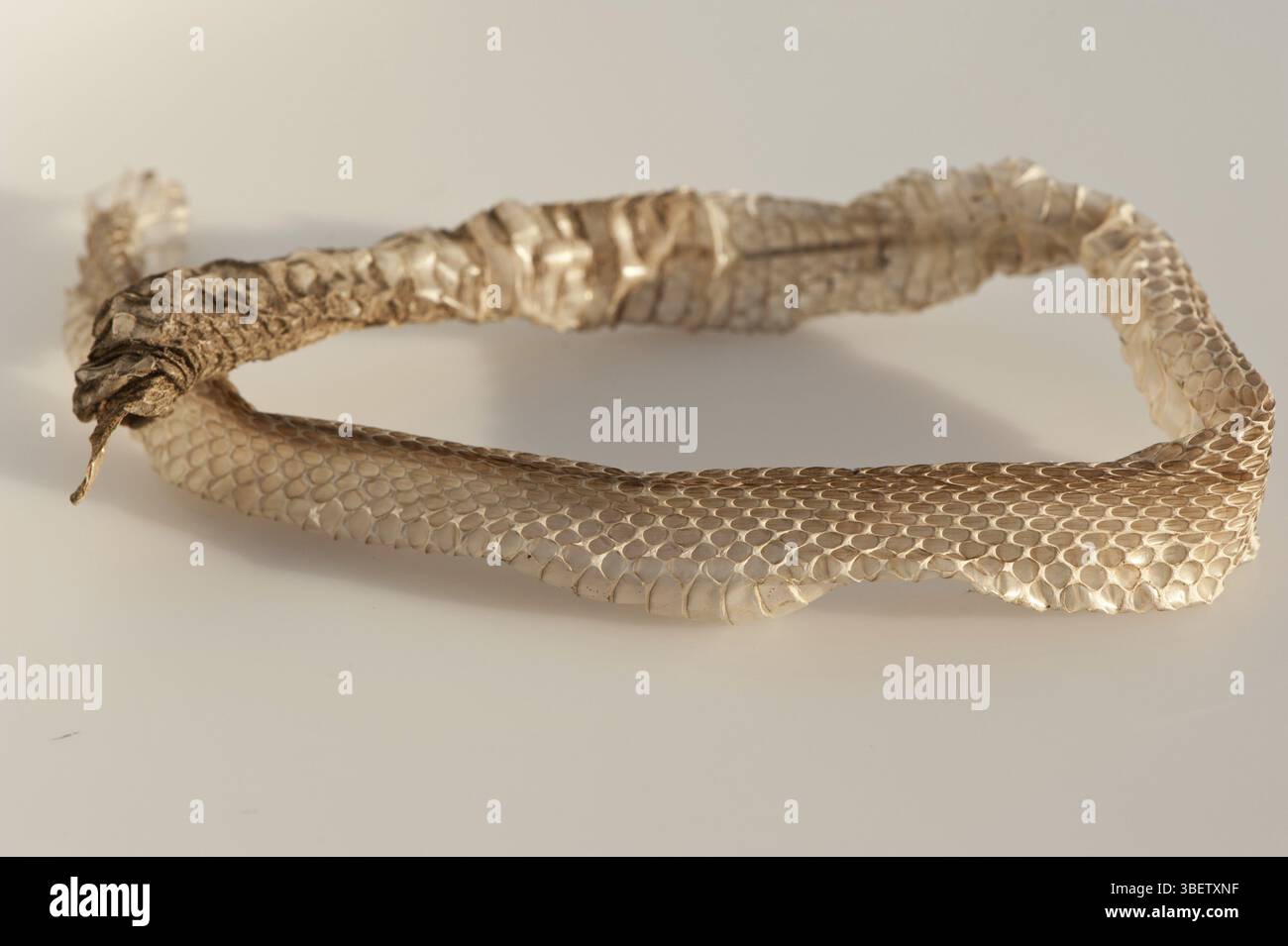 Pelle di serpente erba (Natrix natrix) Foto Stock