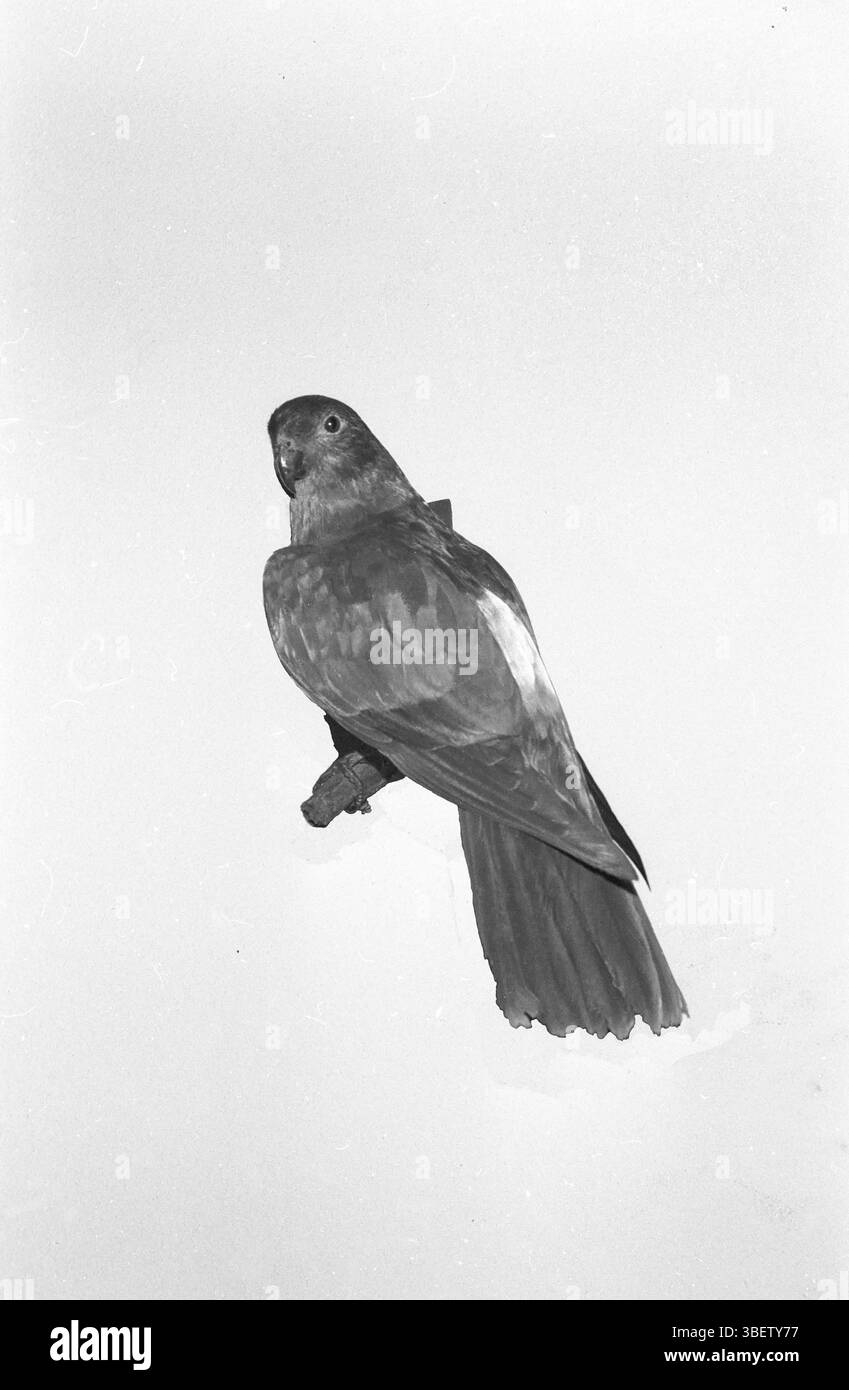 Immagine UV del parrocchetto alato rosso (Aprosmictus erythropterus) Foto Stock