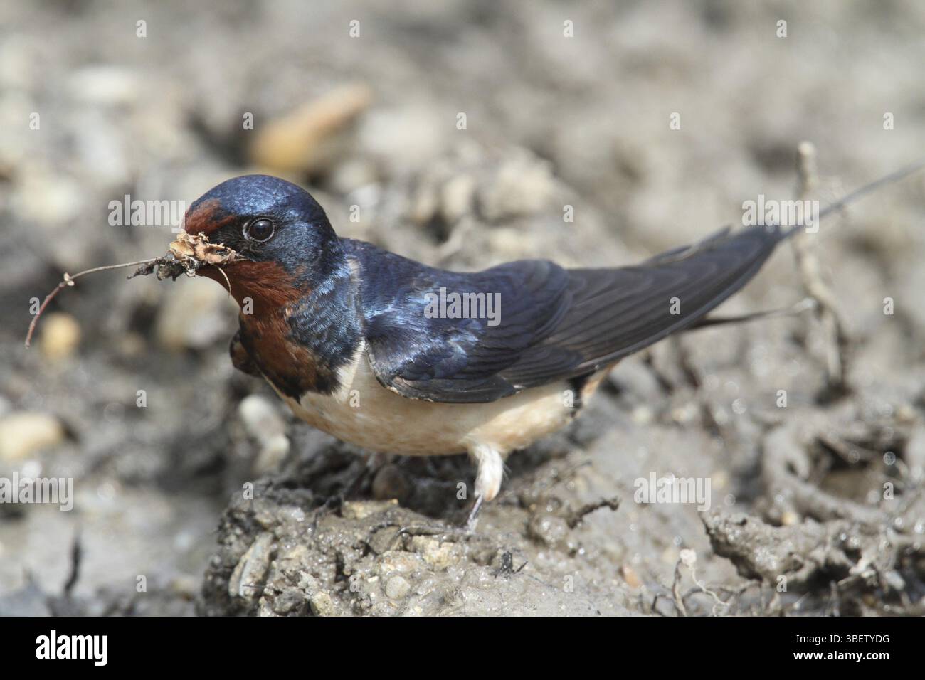 Barn Swallow (Hirundo rustica) Foto Stock