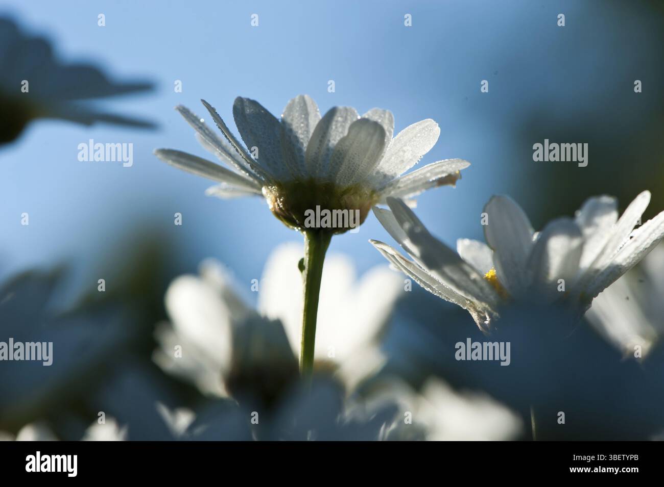 Piante selvatiche commestibili (Bellis majoris) Foto Stock