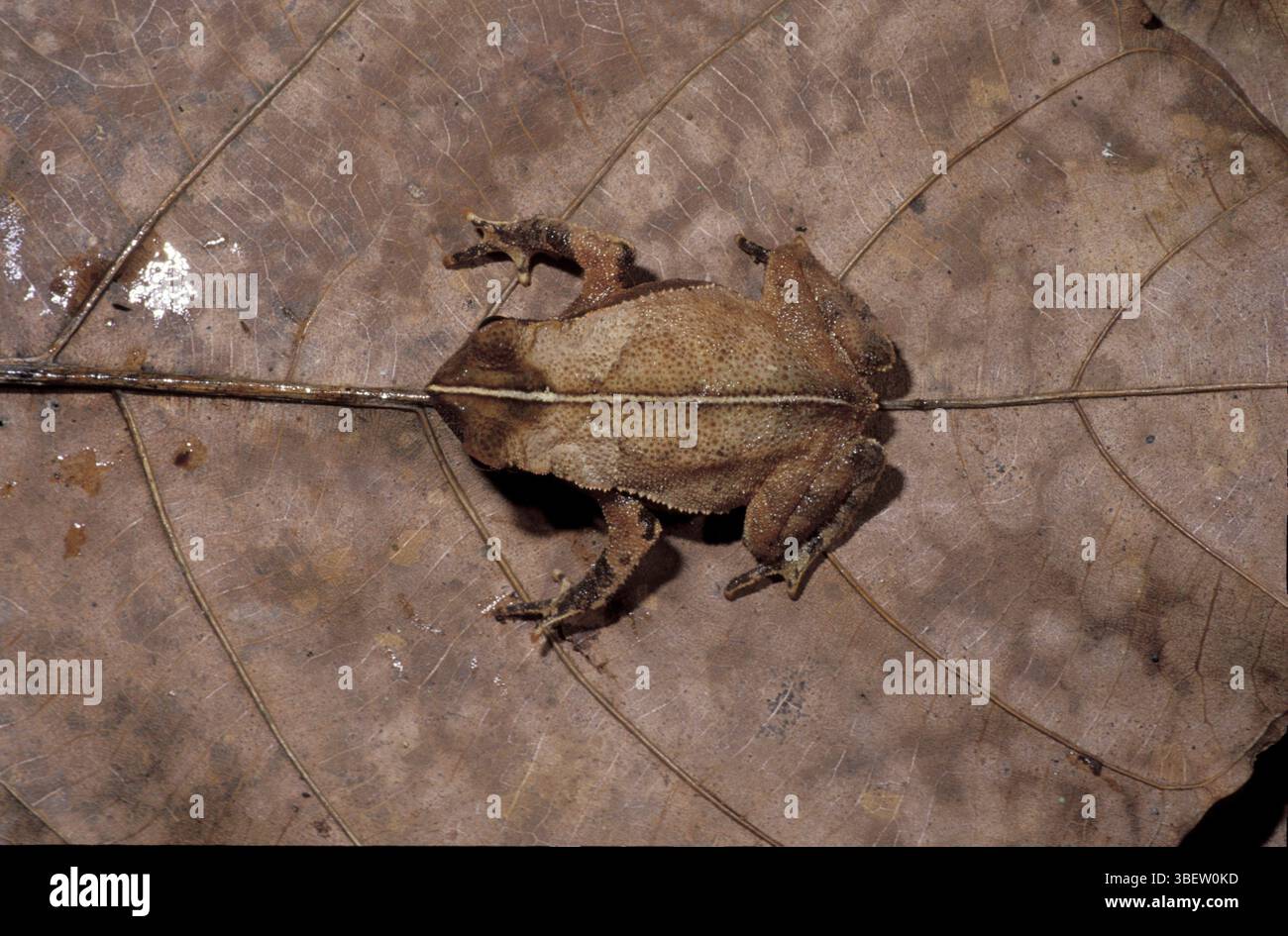 Rospo in fogliame, rospo con orecchie (Bufo typhonius) Foto Stock