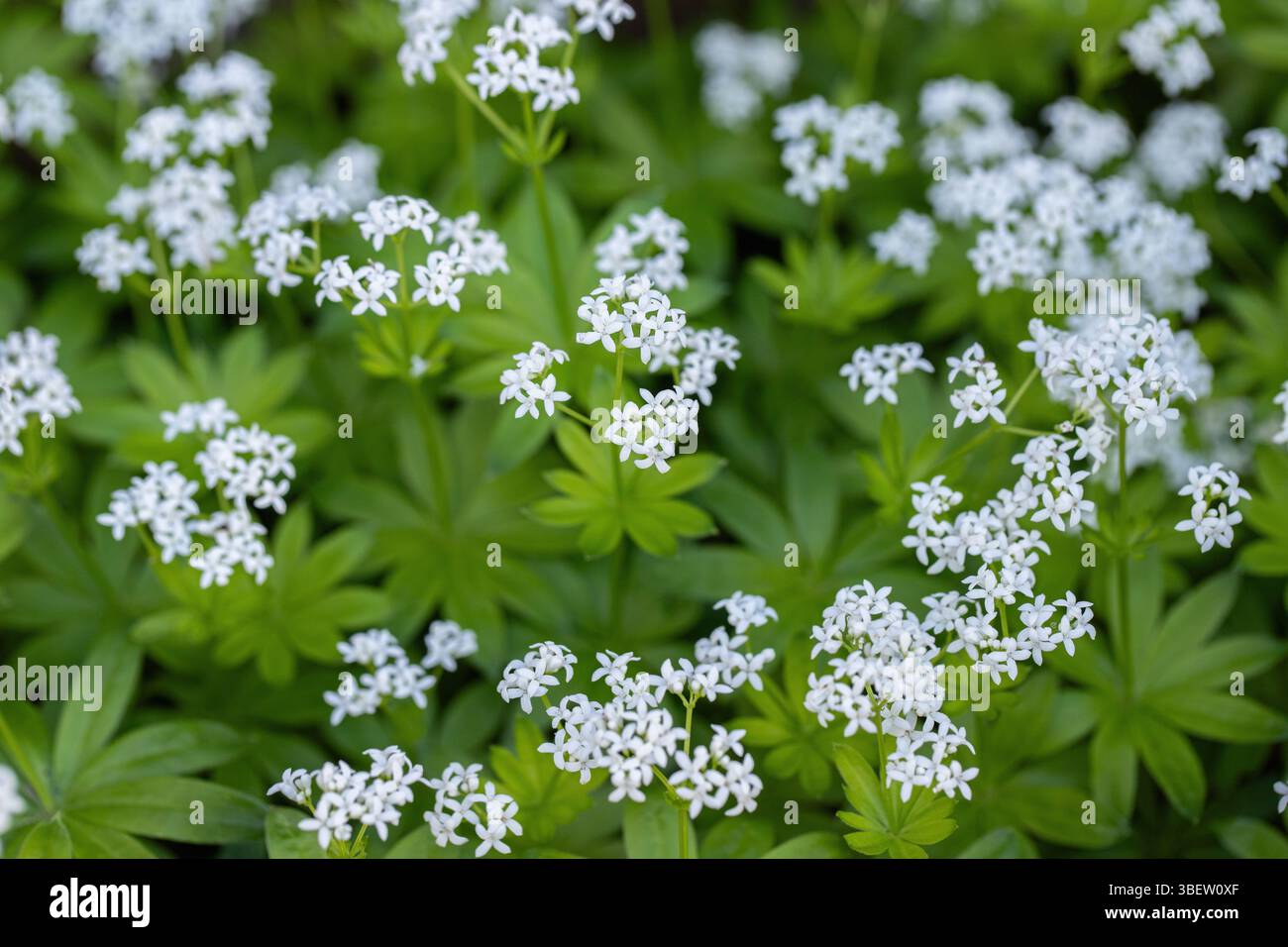 Gruppo di boschi dolci in fiore (Galium odoratum). Foto Stock