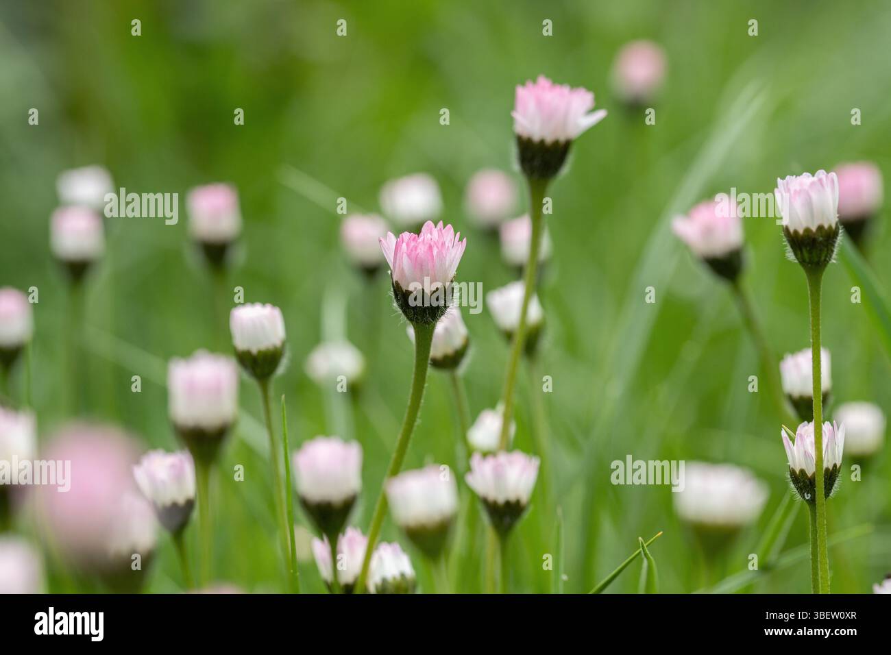 Gruppo di fiori a margherita in un prato non falciato (Bellis perennis) con fiori chiusi. Foto Stock