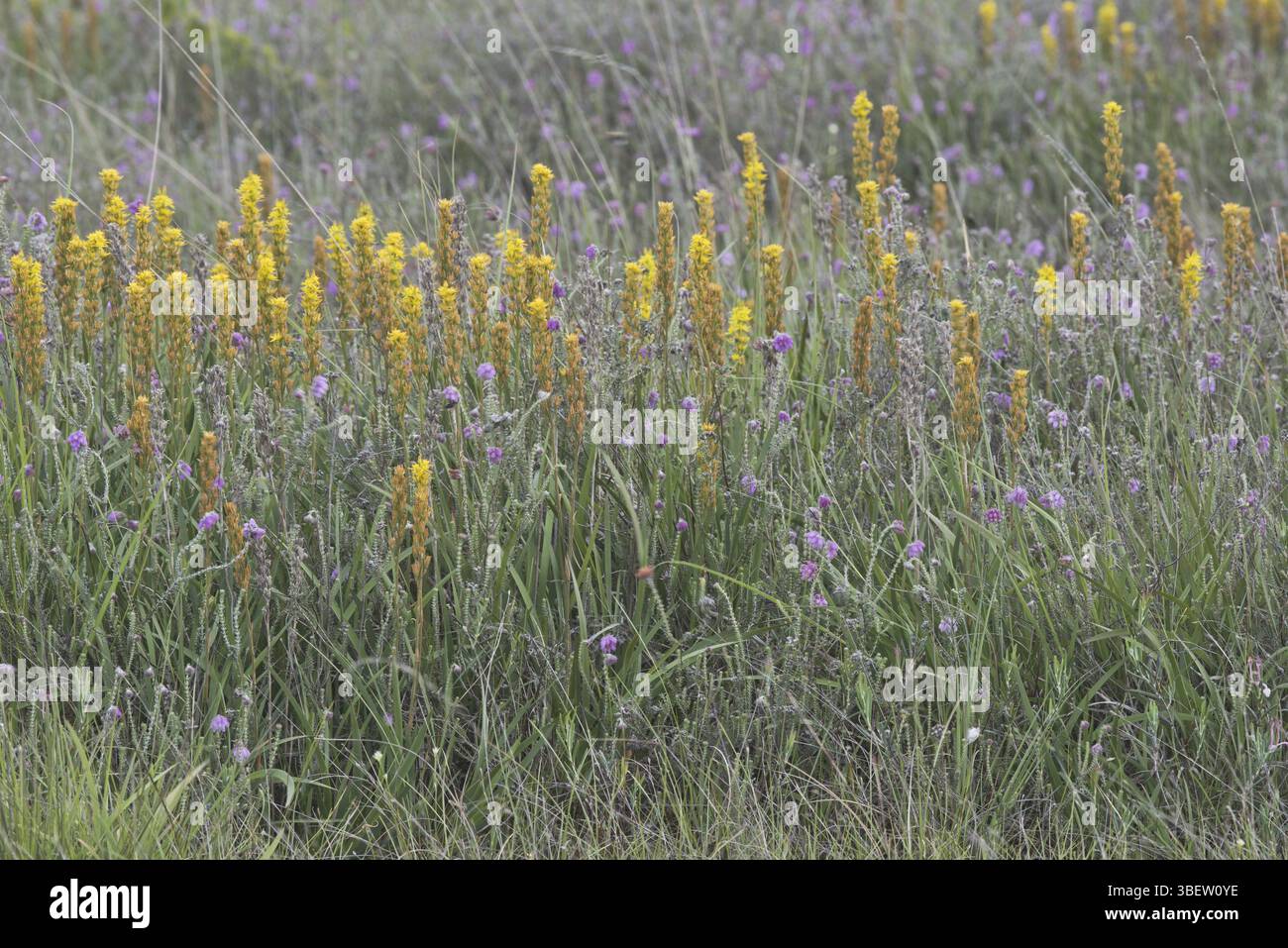 Sassifraggio (Narthecium ossifragum) Foto Stock