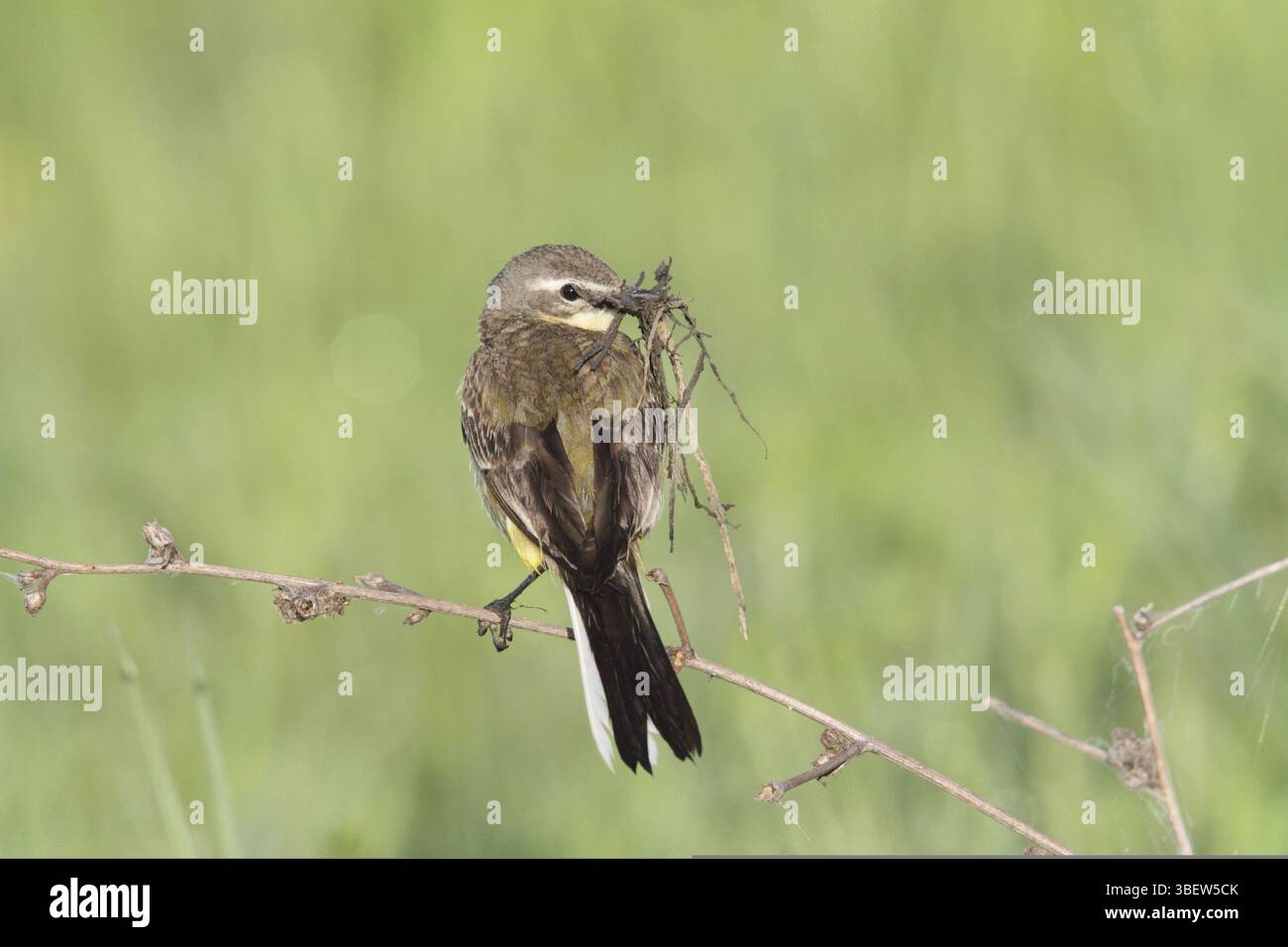 Wagtail giallo (Motacilla flava) Foto Stock