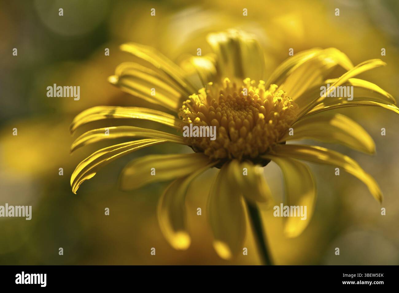 Margherita gialla (Bellis majoris) Foto Stock