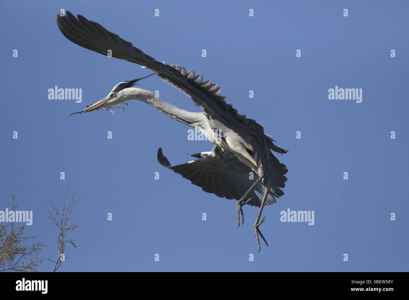 Aironi grigi che trasportano materiale di nidificazione (Ardea cinerea) Foto Stock