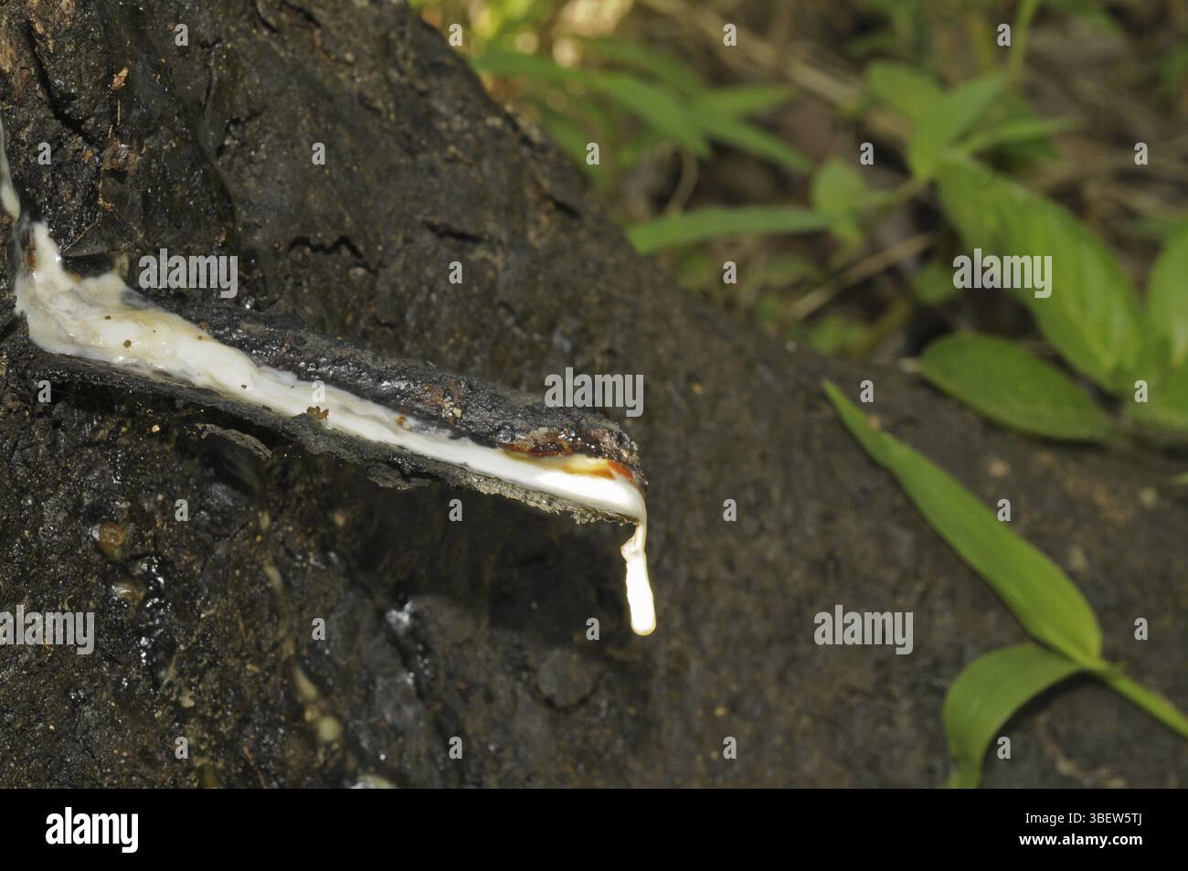 Produzione di gomma (Hevea brasiliensis) Foto Stock