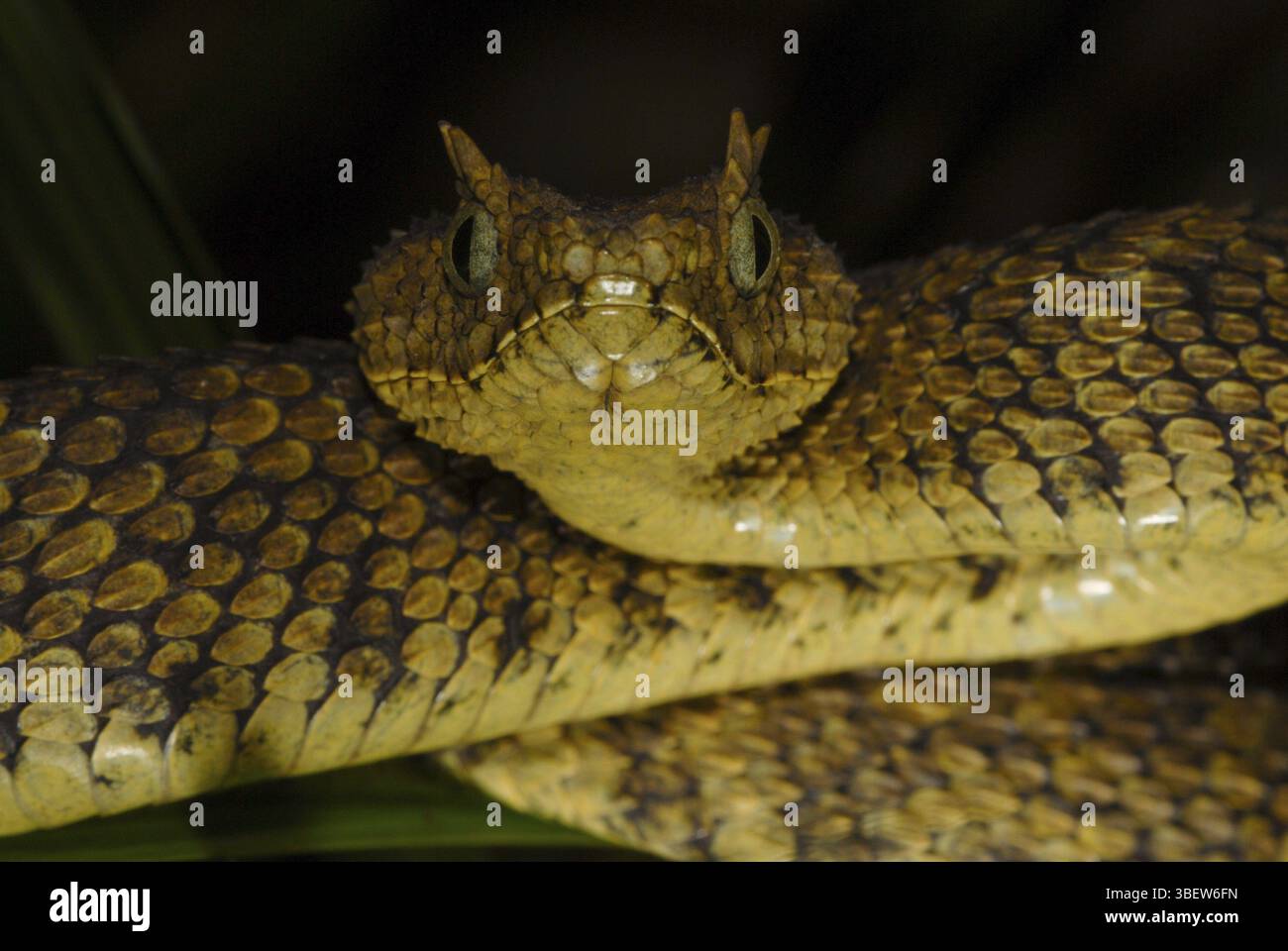Boccola Usambara viper (Atheris ceratophora) Foto Stock