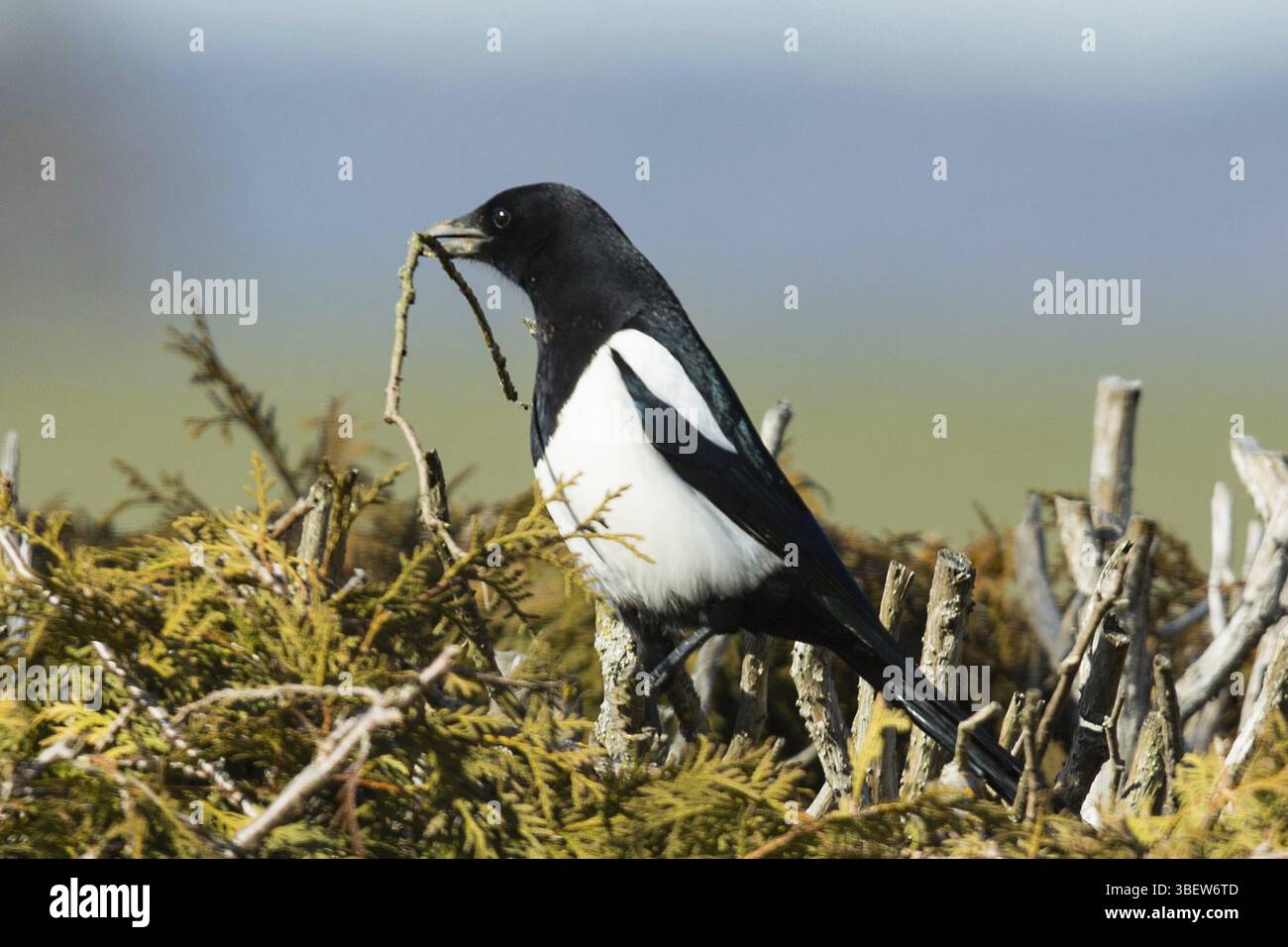Gazza (Pica pica) Foto Stock