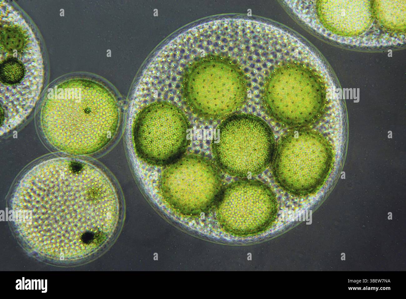 Sfera ciglia in contrasto di fase 400x (Volvox aureus) Foto Stock
