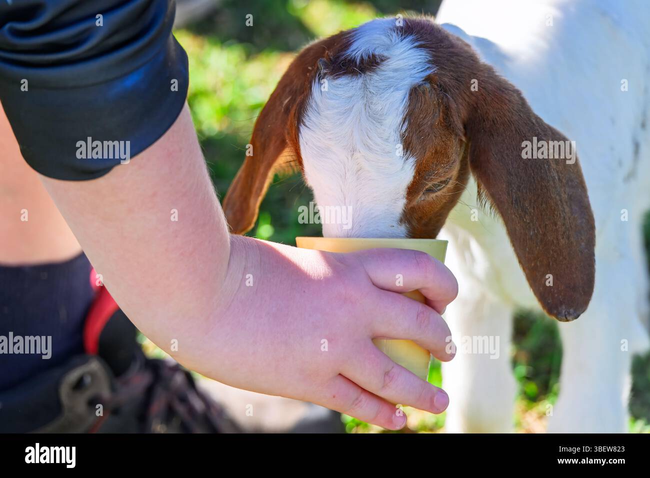 dare da mangiare alla capra del bambino, alla fattoria che accarezza lo zoo, alla mano del bambino che mangia dalla tazza Foto Stock