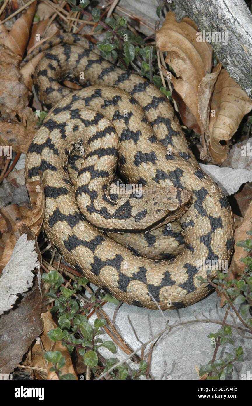 ASP viper (Vipera aspis aspis) Foto Stock