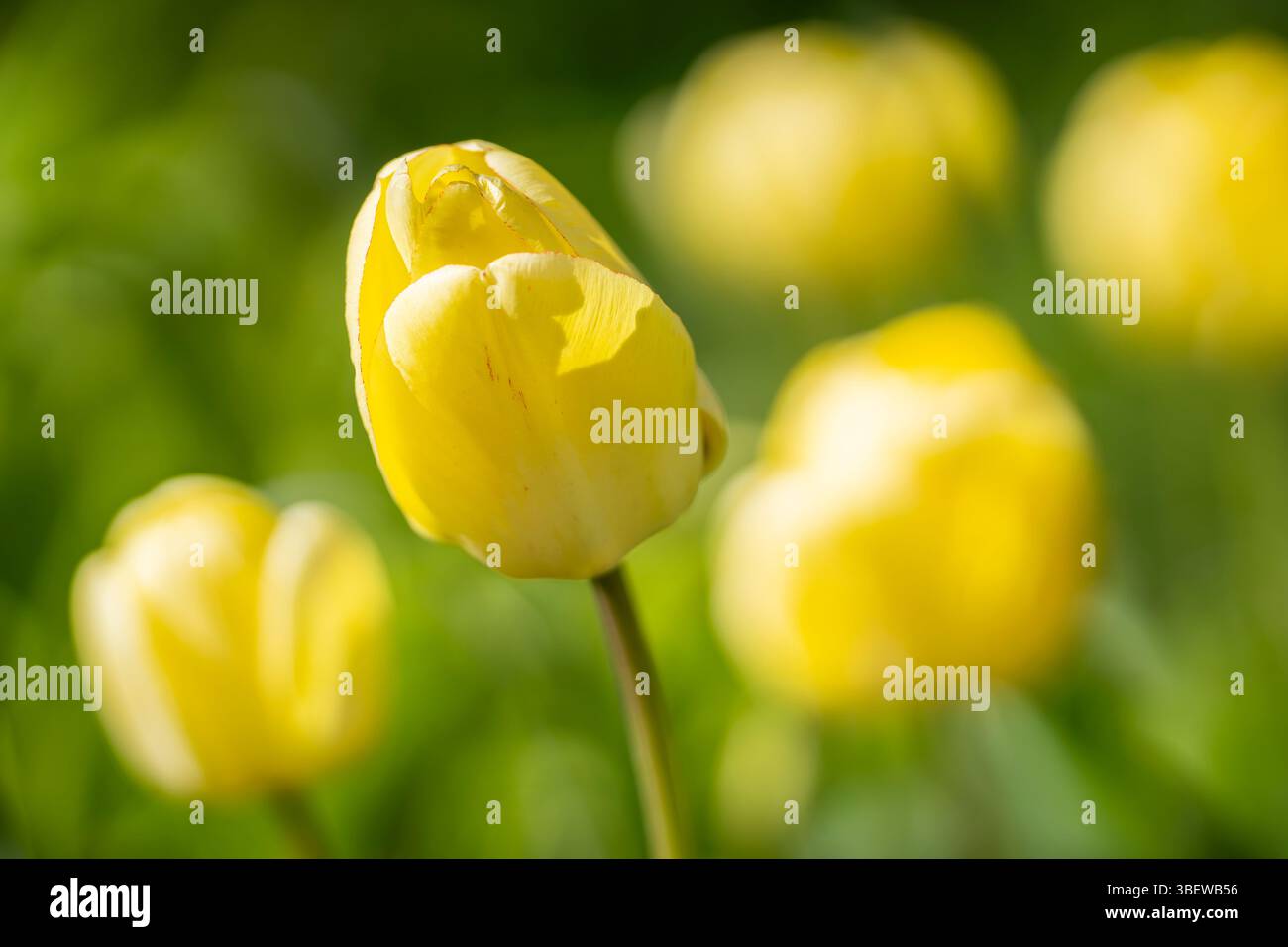 Tulipani gialli. Primo piano di bocciolo di tulipani giallo con bordi rossi sui petali. Fiori di tulipani gialli in fiore nel giardino, stagione primaverile. Foto Stock