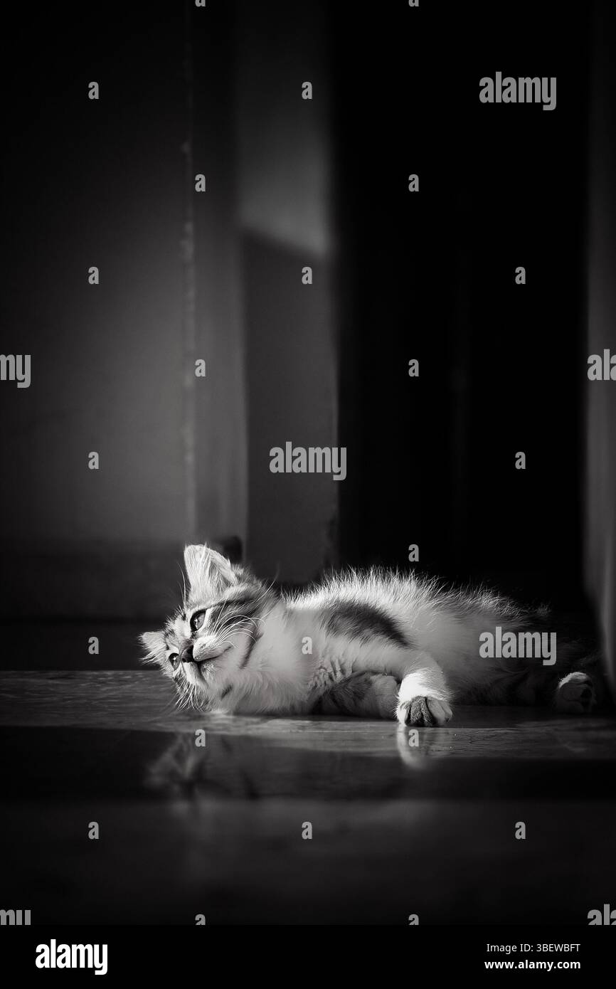 Simpatico gattino che si rilassa all'interno - fotografie in bianco e nero. terapia con luce solare. - Immagine stock catturata con smartphone