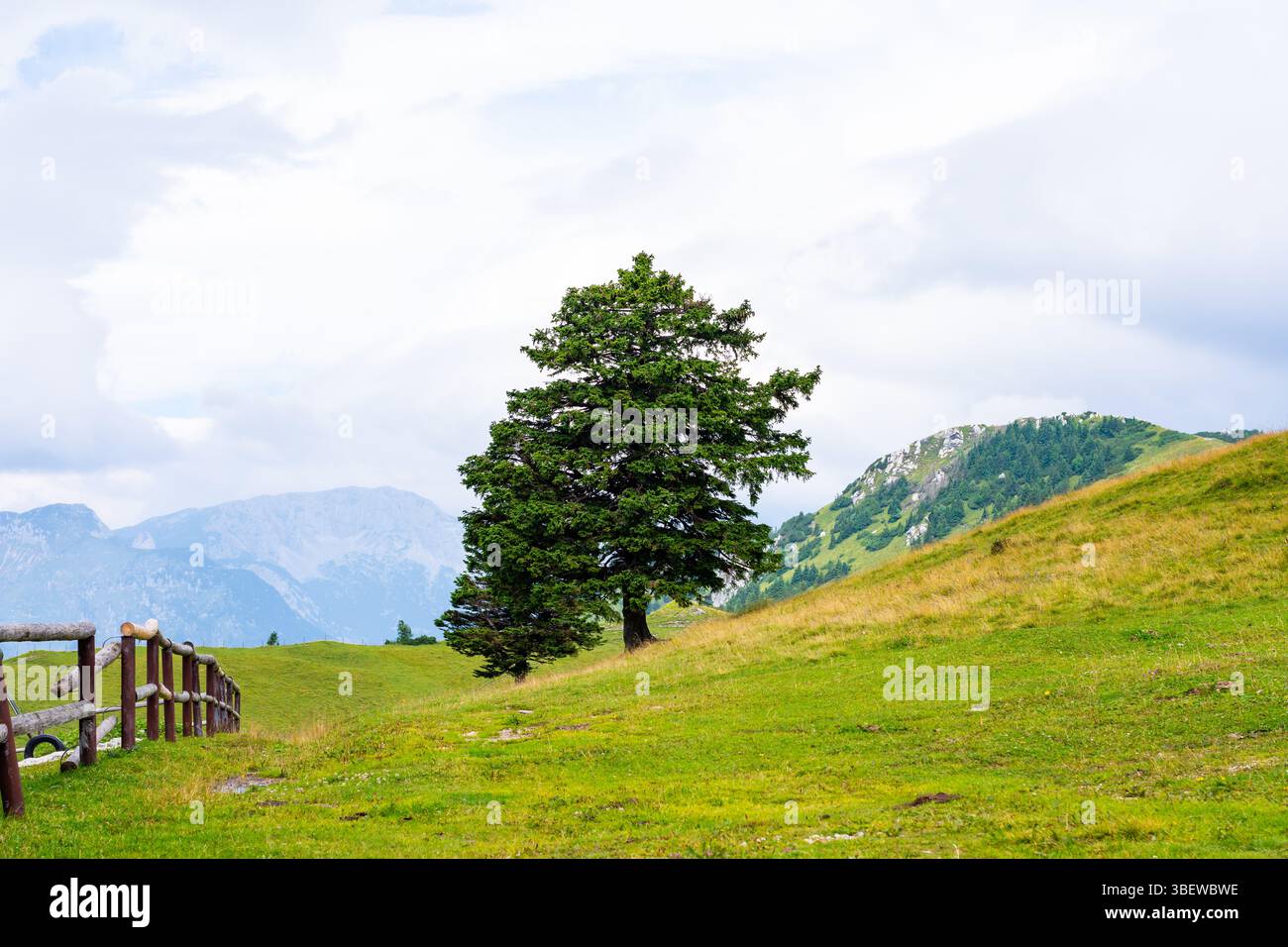 L'albero sul prato in montagna. Foto Stock
