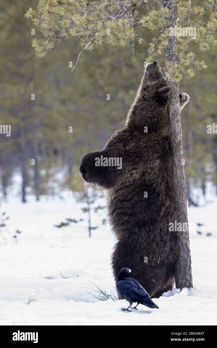 Unione l'orso bruno (Ursus arctos arctos) Foto Stock