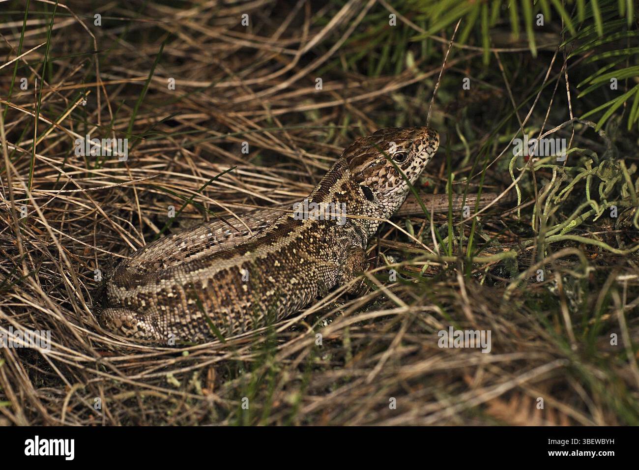 Biacco maschio (Lacerta agilis) Foto Stock