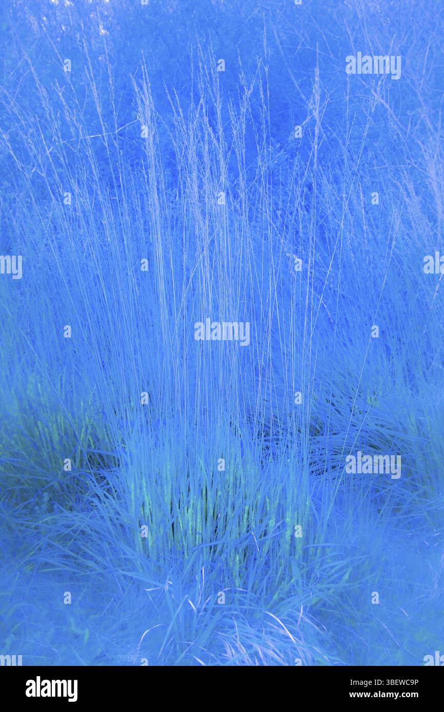 UMORE BLU Foto Stock