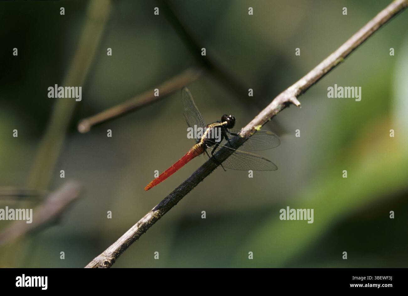 Libellula (Odonati) Foto Stock
