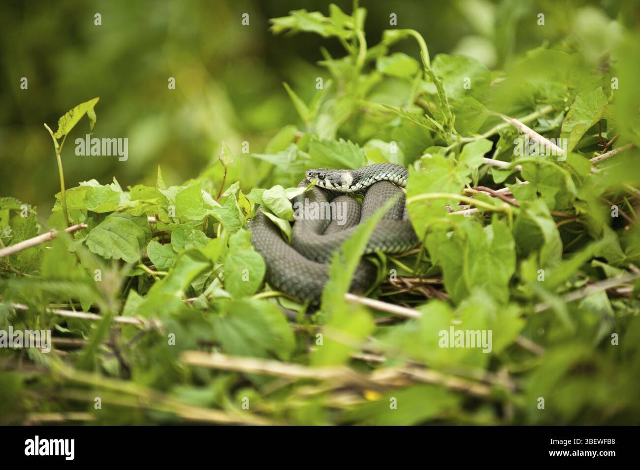 Serpente di erba Foto Stock