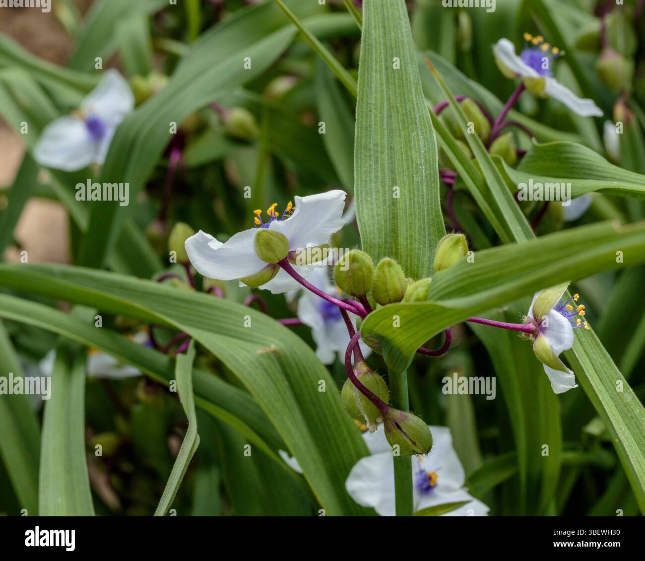 Fioritura primaverile di una pianta della Virginia Spiderwort nel giardino anteriore Foto Stock