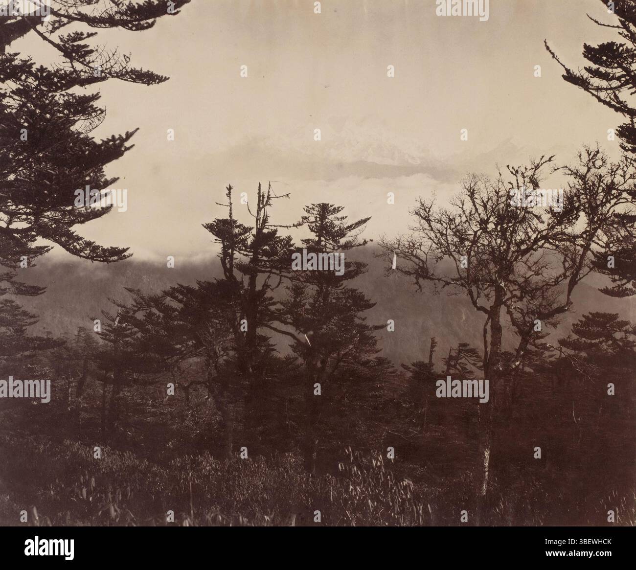 Paesaggio con pini e montagne strette sullo sfondo, vero - a matita, paesaggio con pini e strette montagne sullo sfondo., fotografia, foto, B, altezza 231 mm, larghezza 288 mm, fotografo, 1880 - 1900, quarto trimestre xix secolo, carta, stampa album, stampa albumina Foto Stock