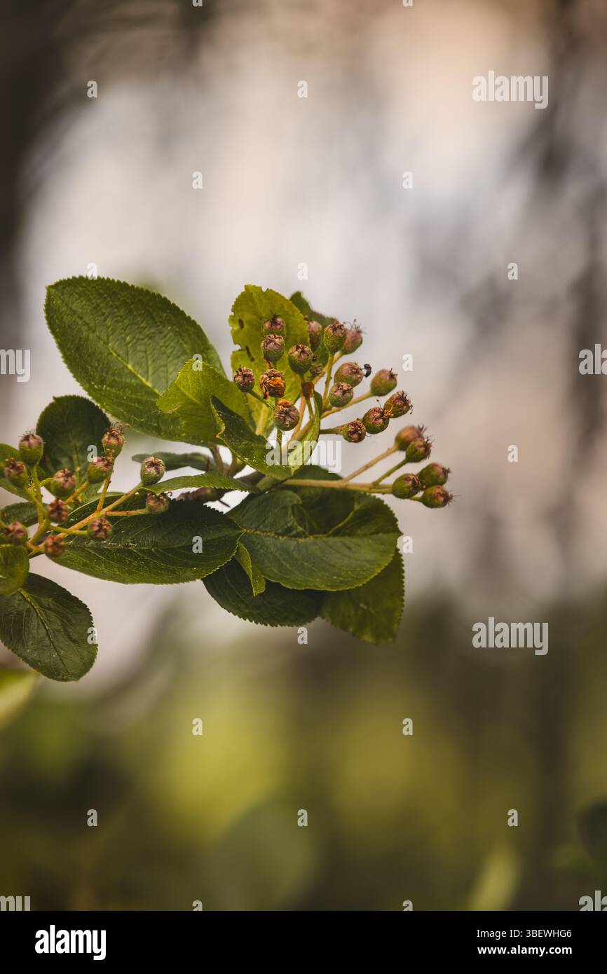 Foglie verdi su sfondo sfocato in un giorno di maggio soleggiato in campagna. Foto Stock
