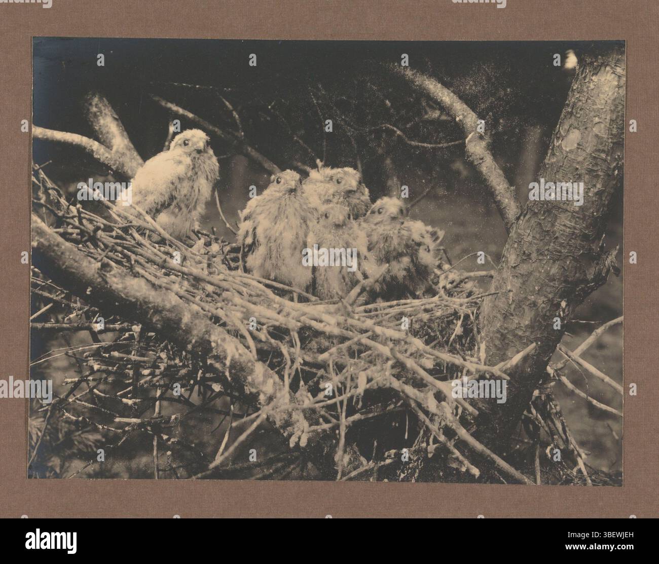 Paesi Bassi, Tepe, Richard, Young tower Falcons on the nist, Paesi Bassi, verso - scritto in penna, fotografia, foto, R. Tepe Apeldoorn, Horst en semiwassen, Jongen van den Torenvalk, altezza 171 mm, larghezza 228 mm, altezza 383 mm, larghezza 325 mm, olandese, 1864 - 1952, fotografo, 1900 - 1930, primo quarto del XX secolo, secondo quarto del XX secolo, carta, carta fotografica, carta fotografica, stampa in argento gelatina, stampa argento gelatina di sviluppo Foto Stock